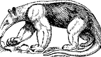 anteater